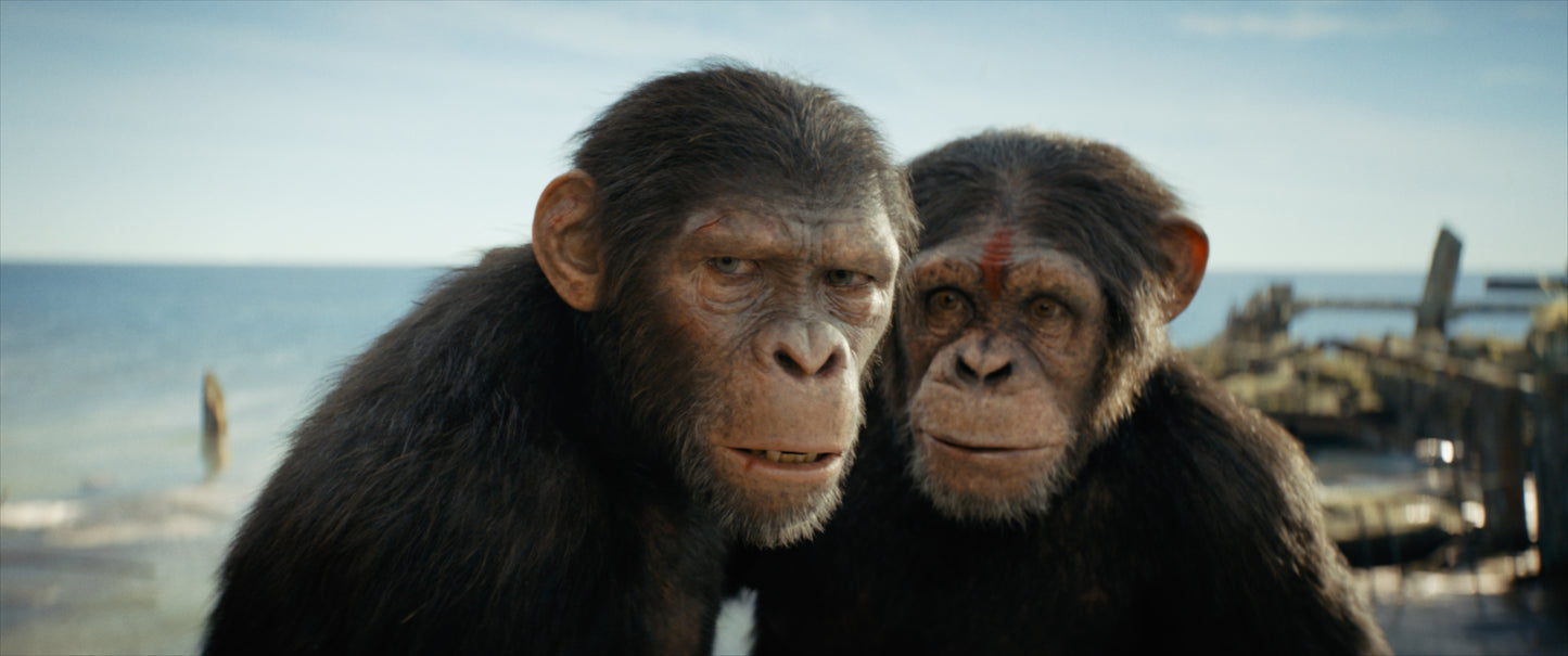 Planet der Affen: New Kingdom 4K UHD + Blu-ray